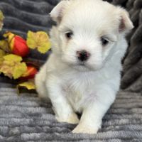 A réserver, billy, mâle bichon maltais nain lof #4