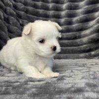 A réserver, billy, mâle bichon maltais nain lof #5