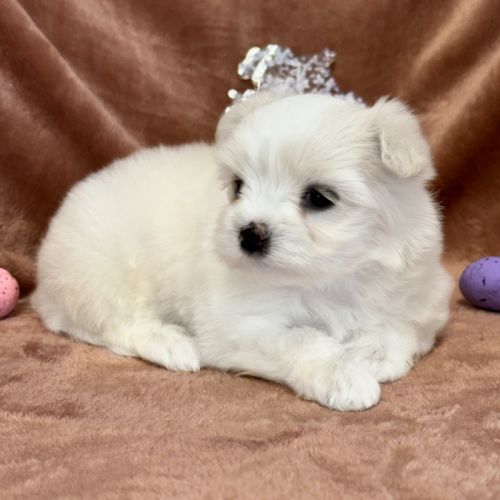 A réserver, betsy, femelle bichon maltais nain,lof #3