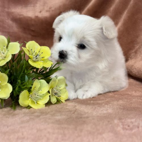 A réserver, betsy, femelle bichon maltais nain,lof #5