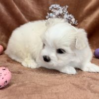 A réserver, betsy, femelle bichon maltais nain,lof #1