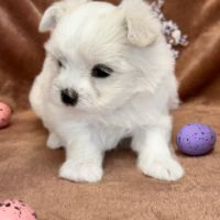 A réserver, betsy, femelle bichon maltais nain,lof #0