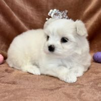 A réserver, betsy, femelle bichon maltais nain,lof #3