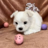 A réserver, betsy, femelle bichon maltais nain,lof #4