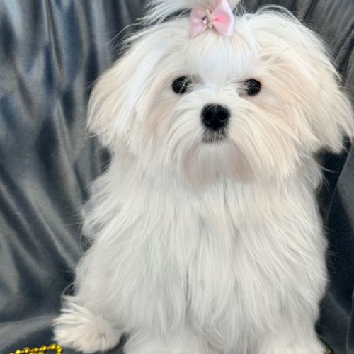 Disponible, ajax, femelle bichon maltais nain lof #1