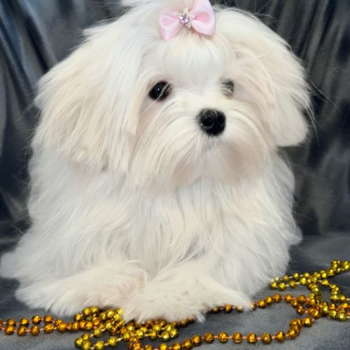 Disponible, ajax, femelle bichon maltais nain lof #2