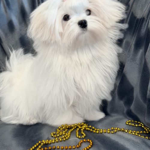 Disponible, ajax, femelle bichon maltais nain lof