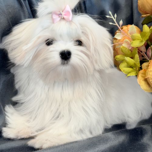 Disponible, ajax, femelle bichon maltais nain lof #4
