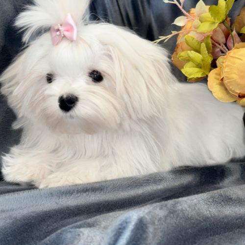 Disponible, ajax, femelle bichon maltais nain lof #5