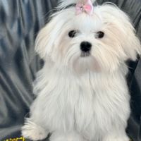 Disponible, ajax, femelle bichon maltais nain lof #1