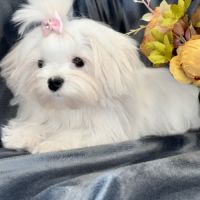 Disponible, ajax, femelle bichon maltais nain lof #5