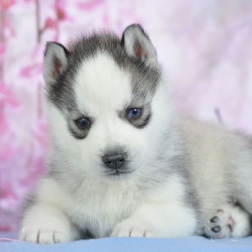 Superbes chiots husky lof à réserver #1