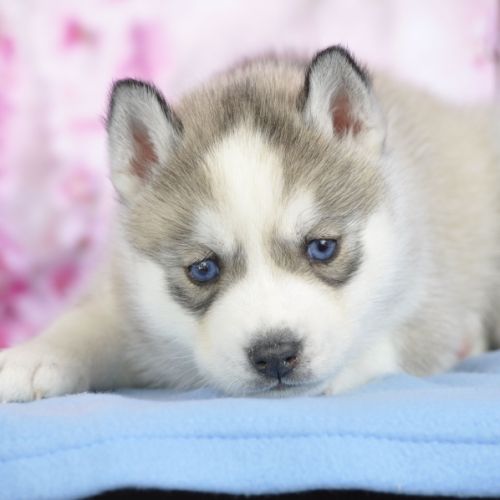 Superbes chiots husky lof à réserver