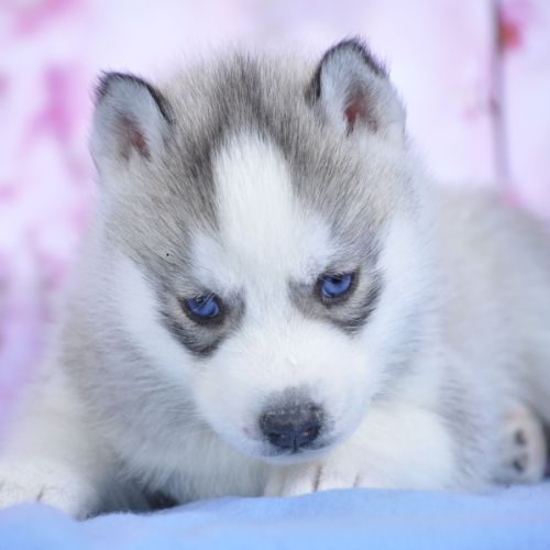 Superbes chiots husky lof à réserver #3