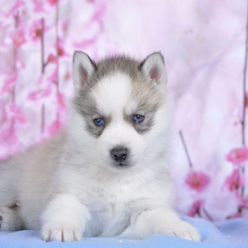 Superbes chiots husky lof à réserver #5