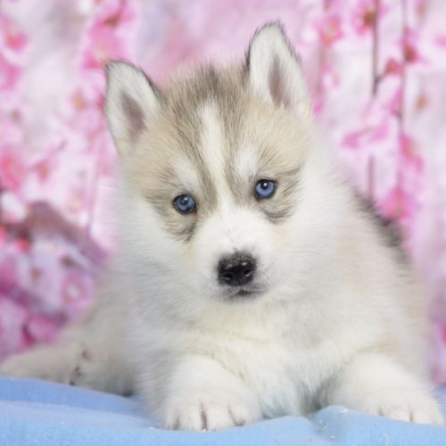 Superbes chiots husky lof à réserver #6