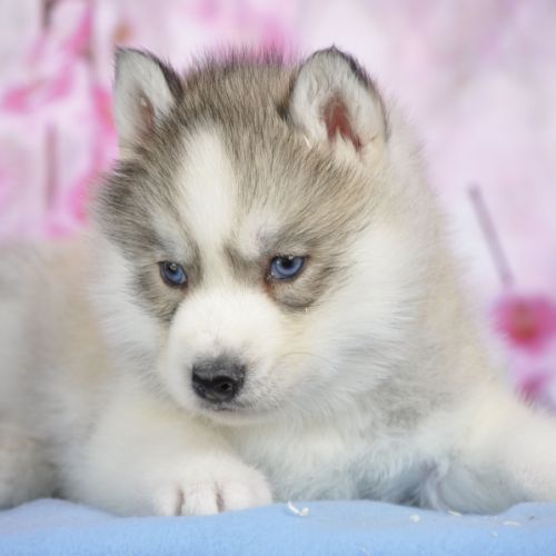 Superbes chiots husky lof à réserver #7