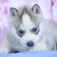 Superbes chiots husky lof à réserver #3