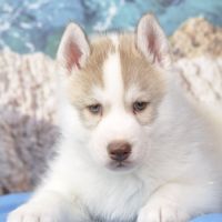 Superbes chiots husky lof à réserver #4