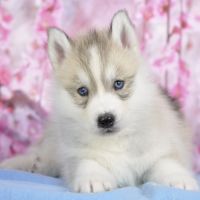 Superbes chiots husky lof à réserver #6
