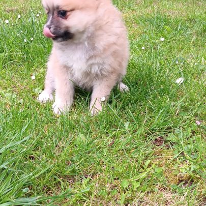 Chiot spitz #3