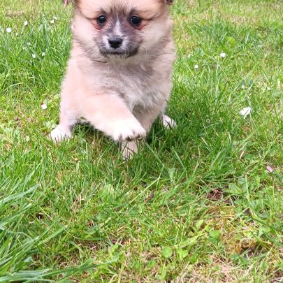 Chiot spitz