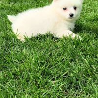 Chiot spitz #1