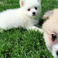 Chiot spitz #2