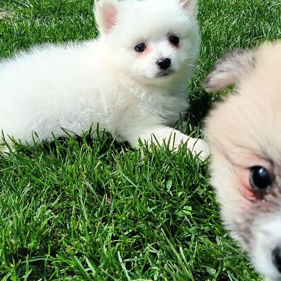 Chiot spitz #2