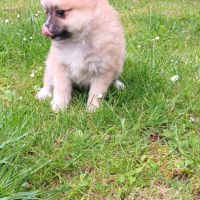 Chiot spitz #3