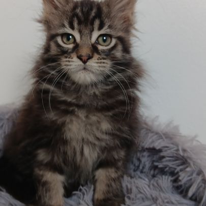 Chaton maine coon #2