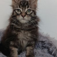 Chaton maine coon #2