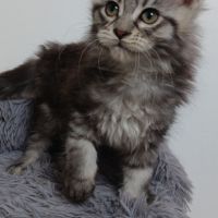 Chaton maine coon #3