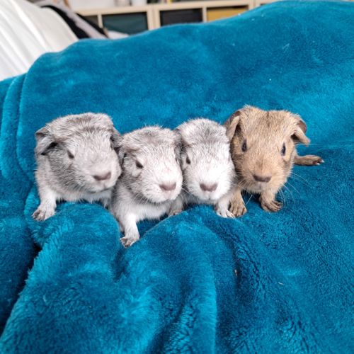 Bébés mâles cochons d’inde