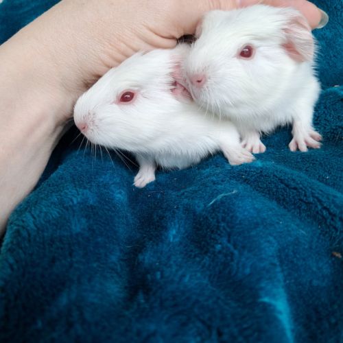 Bébés cochons d’inde femelles #1