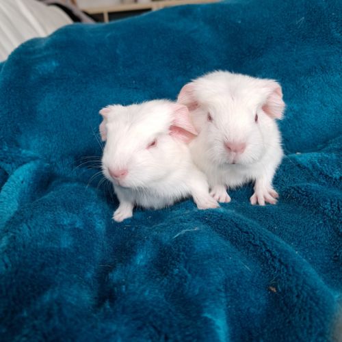 Bébés cochons d’inde femelles #2