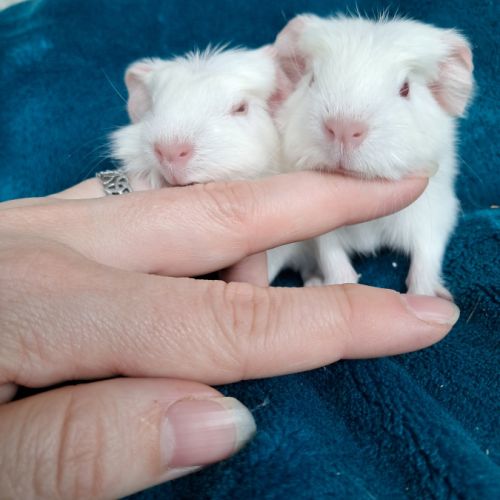 Bébés cochons d’inde femelles