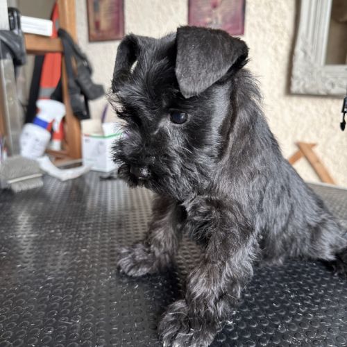 Chiot femelle schnauzer nain noir non lof #0