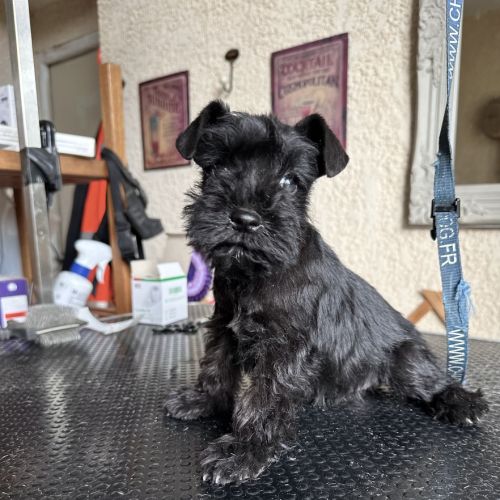 Chiot femelle schnauzer nain noir non lof #2