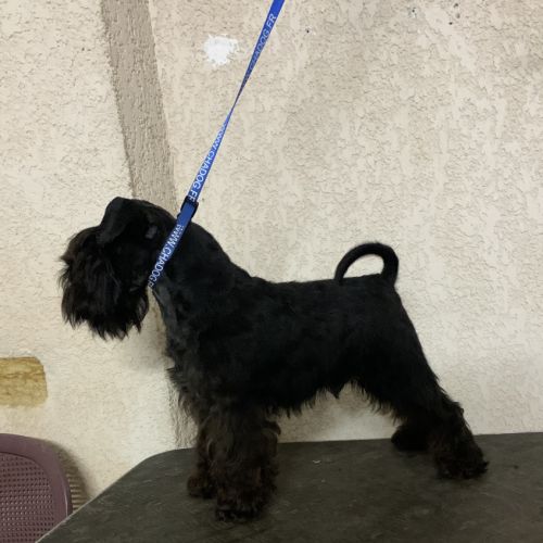 Chiot femelle schnauzer nain noir non lof #4