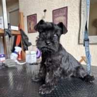 Chiot femelle schnauzer nain noir non lof #2