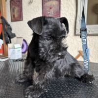 Chiot femelle schnauzer nain noir non lof #3