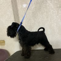 Chiot femelle schnauzer nain noir non lof #4