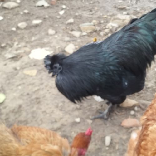 Coq ayam cemani a vendre #1