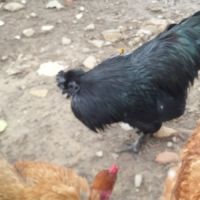 Coq ayam cemani a vendre #1