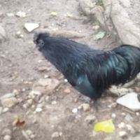 Coq ayam cemani a vendre