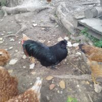 Coq ayam cemani a vendre #3