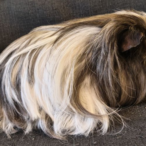 Cochons d'inde shelty et péruvien mâle à donner