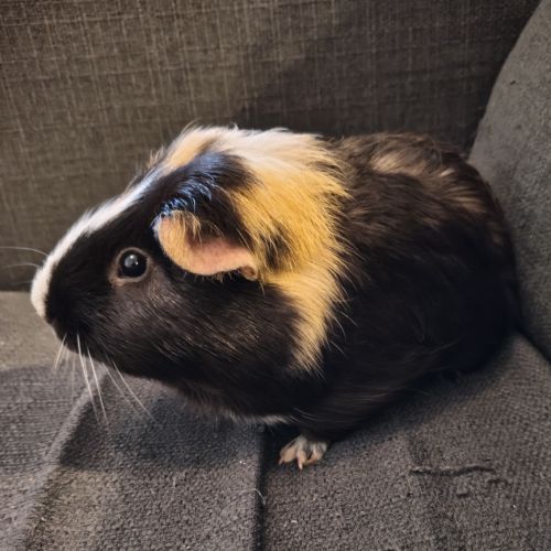 Cochons d'inde shelty et péruvien mâle à donner #4