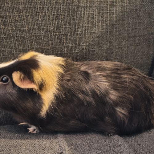 Cochons d'inde shelty et péruvien mâle à donner #5